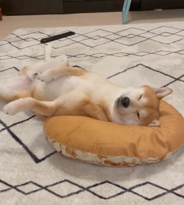 ヘソ天するこたろうくん