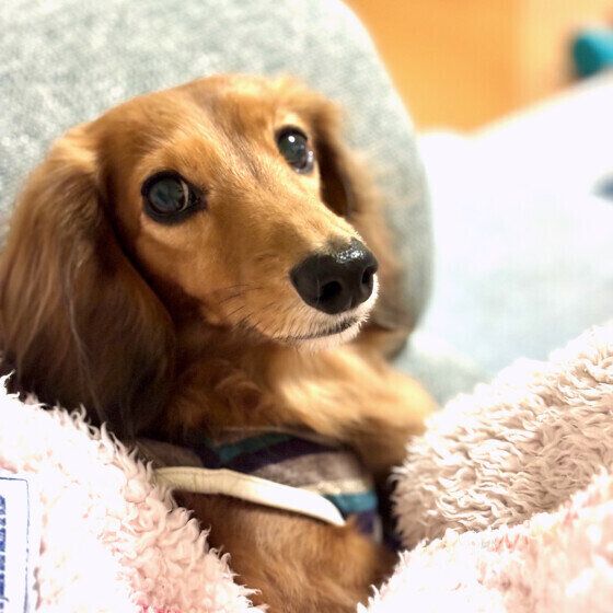 カメラ目線のワンちゃん