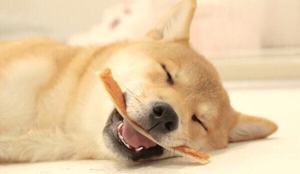 ガムをくわえて眠るなつめちゃん