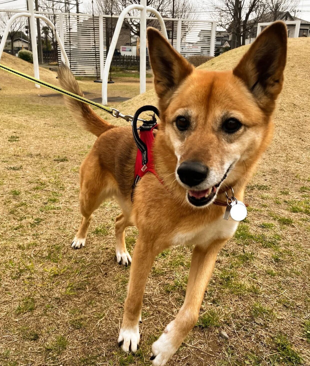 楽しそうなこむぎちゃん