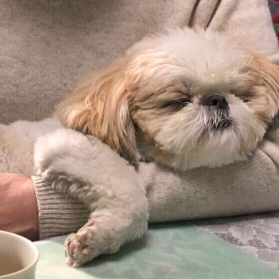 愛犬が夜になぜ寝ない？いつもは寝るのにどうして？ライフステージ別の理由と対処法 いぬのきもち