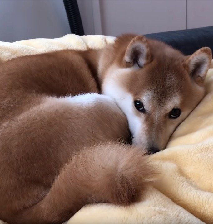 何やら怪しげな目つきのこてつくん