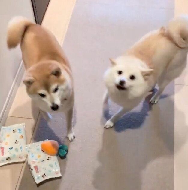 飼い主さんの帰宅を歓迎する餅子ちゃん、くるみちゃん
