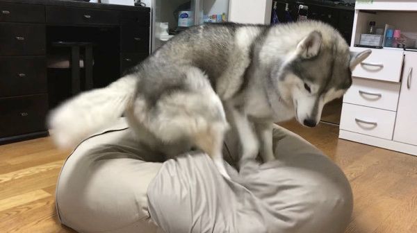 座ろうとするシベリアン・ハスキー