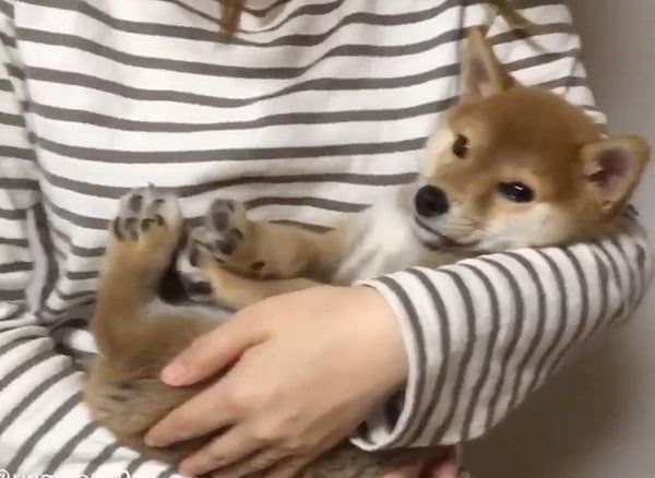 抱っこされるりんご郎くん