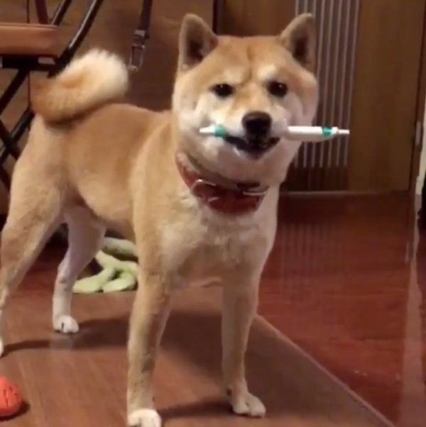 豆柴の豆千代くん