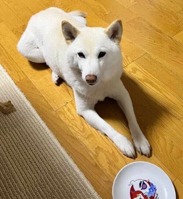 ササミのおかわりを要求するチョビちゃん