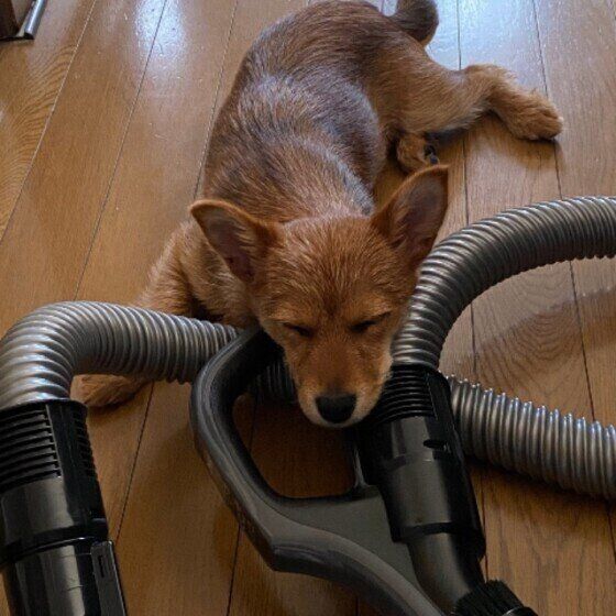 掃除機と、雑種のあんずちゃん  