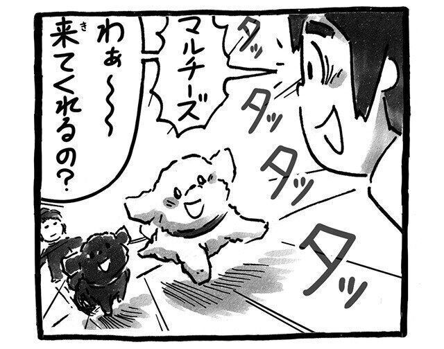 シーズー犬マンガてんぽshihtzu