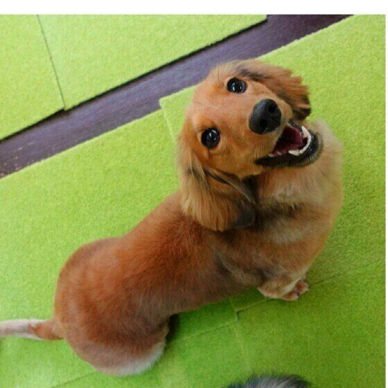 ミニチュア・ダックスフンドの十兵衛ちゃん