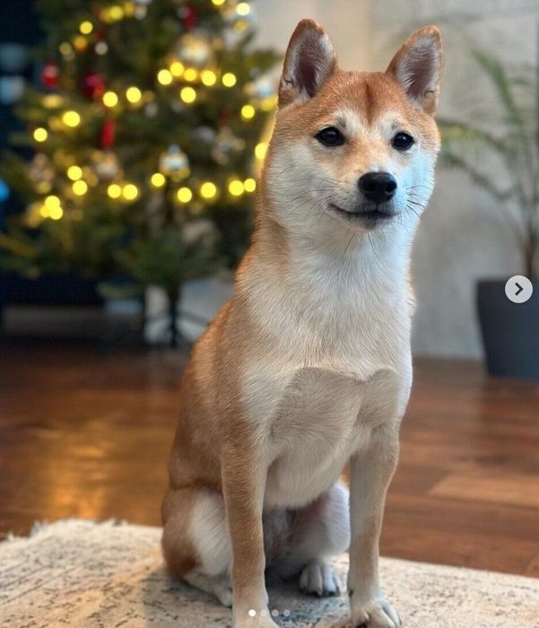 1才になったたまごちゃん