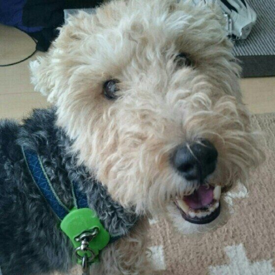 レークランド・テリア