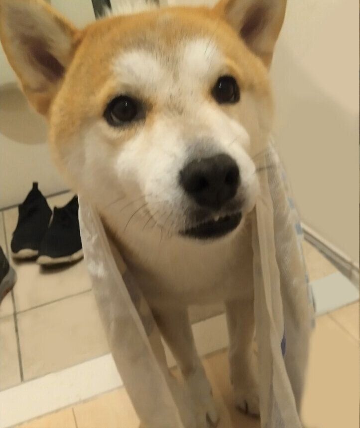 雨に濡れた柴犬タロさん ドライヤーに興味を示すも もういいです と断念 連載 モフモフ柴とプニプニ娘 第話 いぬのきもちweb Magazine