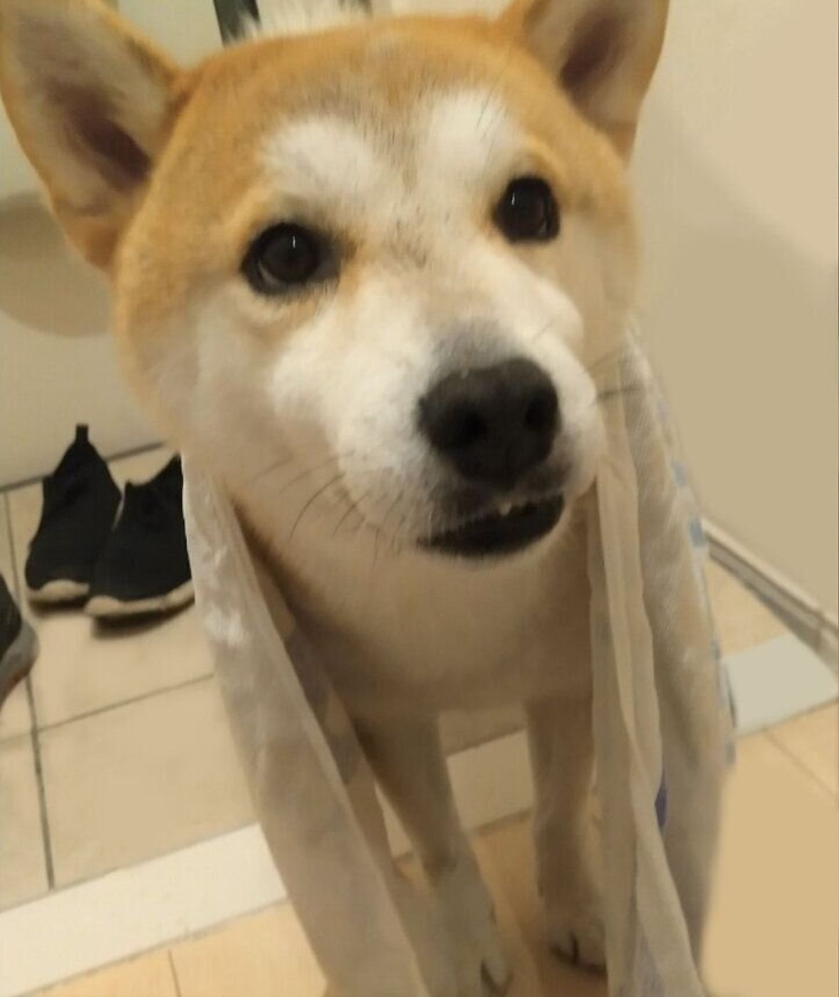 雨に濡れた柴犬タロさん ドライヤーに興味を示すも もういいです と断念 連載 モフモフ柴とプニプニ娘 第話 いぬのきもちweb Magazine 雨に濡れた柴犬タロさん ドライヤーに興味を示すも もういいです と断念 連載 モフモフ柴とプニプニ娘 第話 いぬのきもちweb Magazine