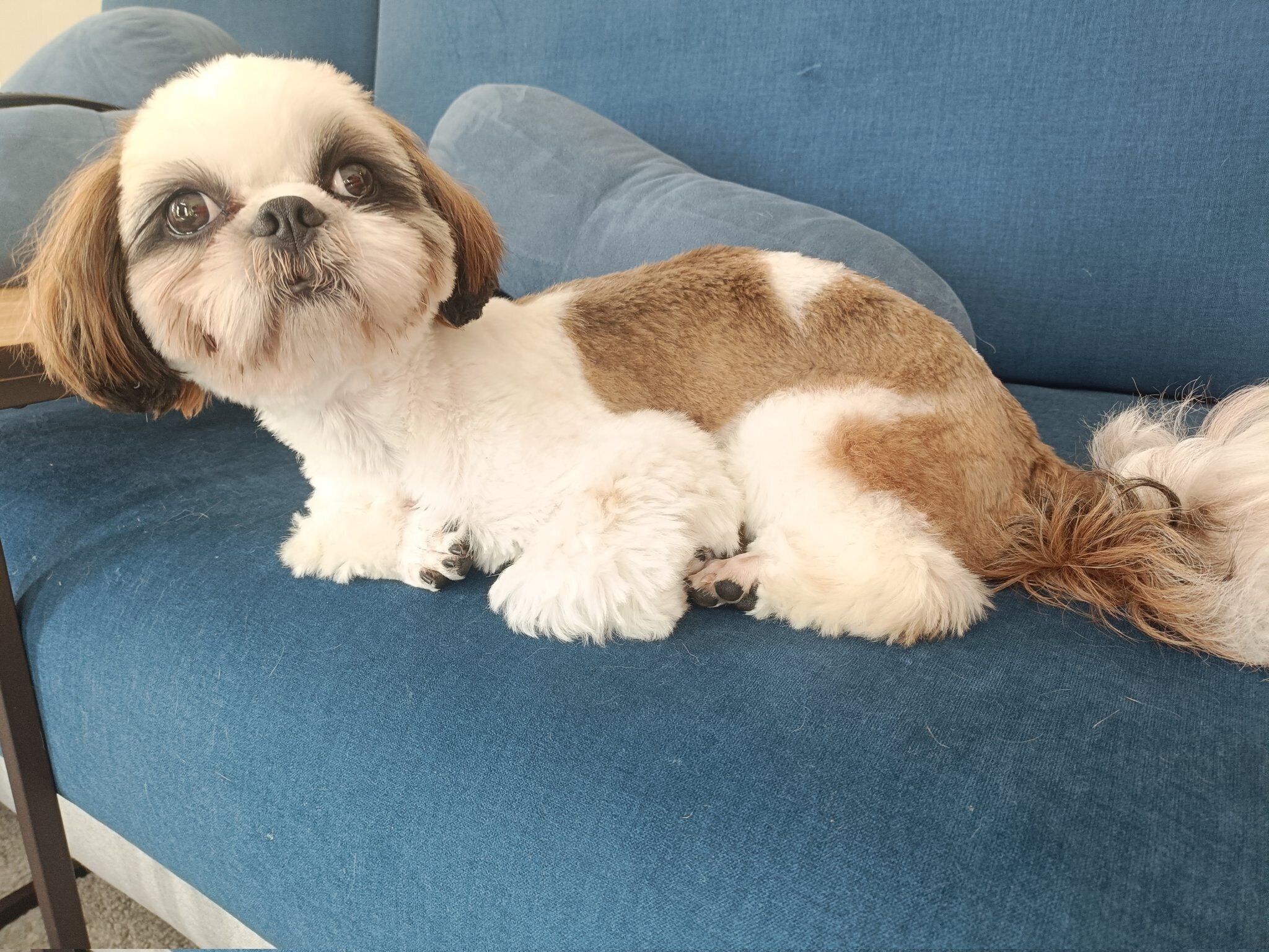 まったりするふがしちゃん