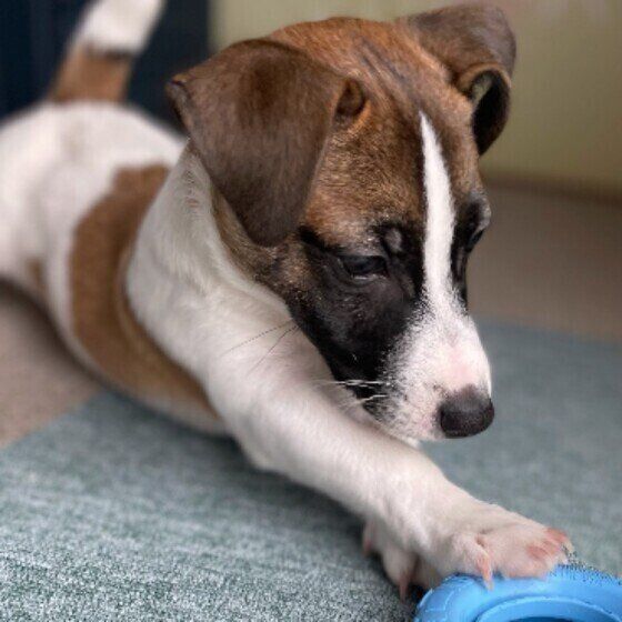 おもちゃの様子見をするジャック・ラッセル・テリア