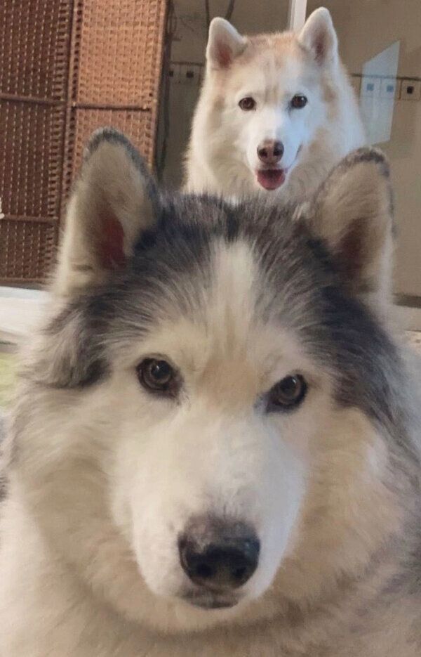 見つめるフィスくんとグーちゃん