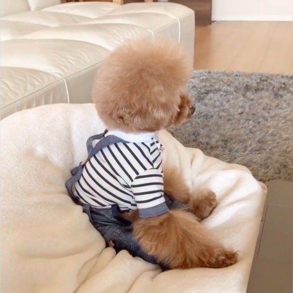 映画鑑賞をするパンナちゃん