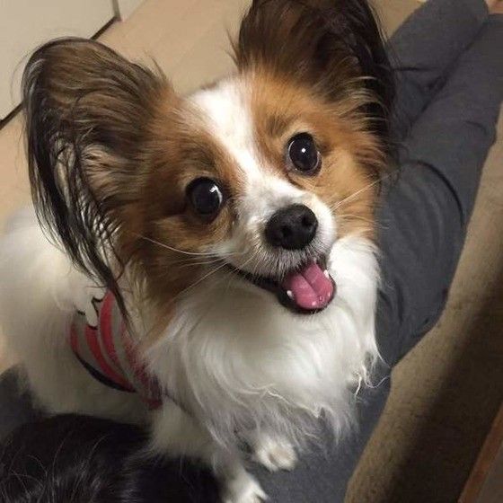 見つめるパピヨン