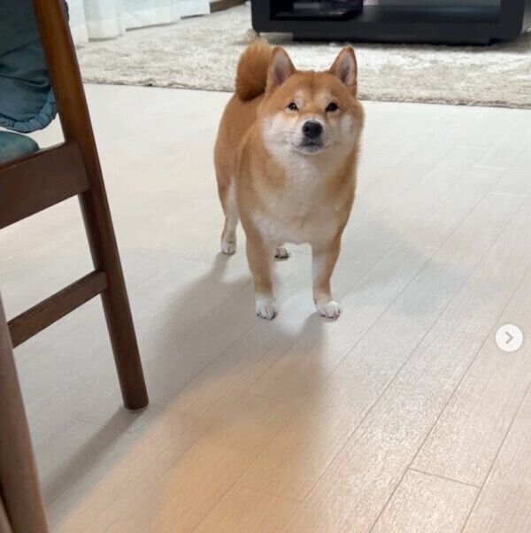 眠さが限界で「チベットスナギツネ」と化すうにくん