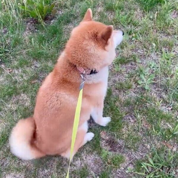 パパさんを見つけて喜ぶハルちゃん