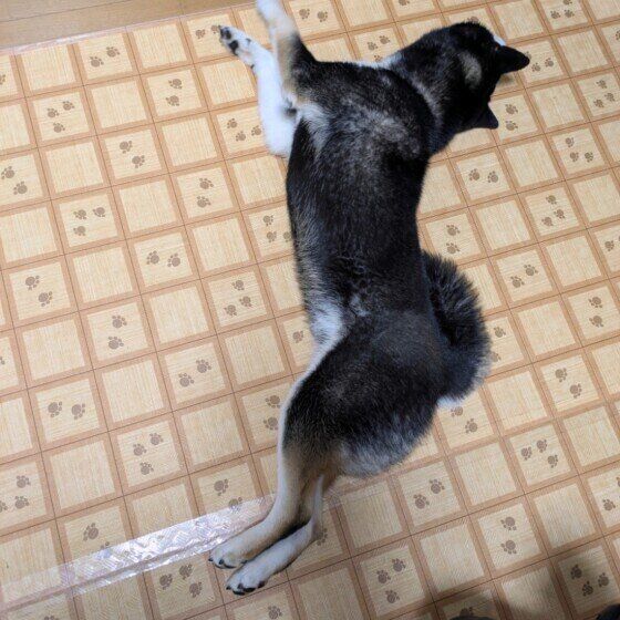 おはぎ  柴　伸びきってます。
