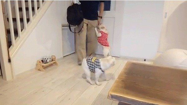 パパを取り合うフレンチ・ブルドッグ兄妹