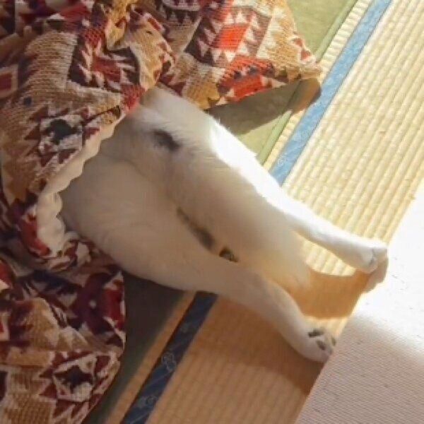 こたつに潜るアシㇼちゃん