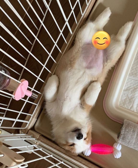 ヘソ天で眠るピノちゃん