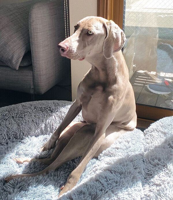 お座りするルピくん