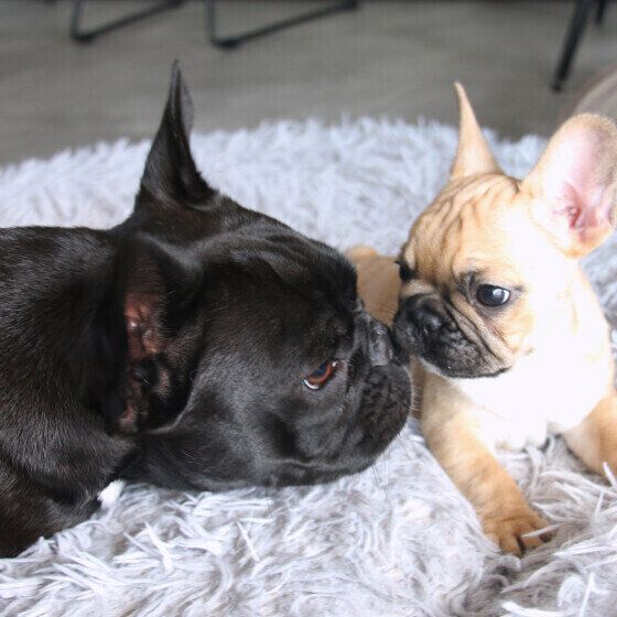 犬のおしりがただれる？ 肛門周辺のトラブルの理由と対処法 いぬのきもち