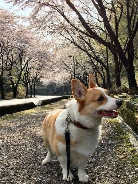 ウェルシュ・コーギー・ペンブローク