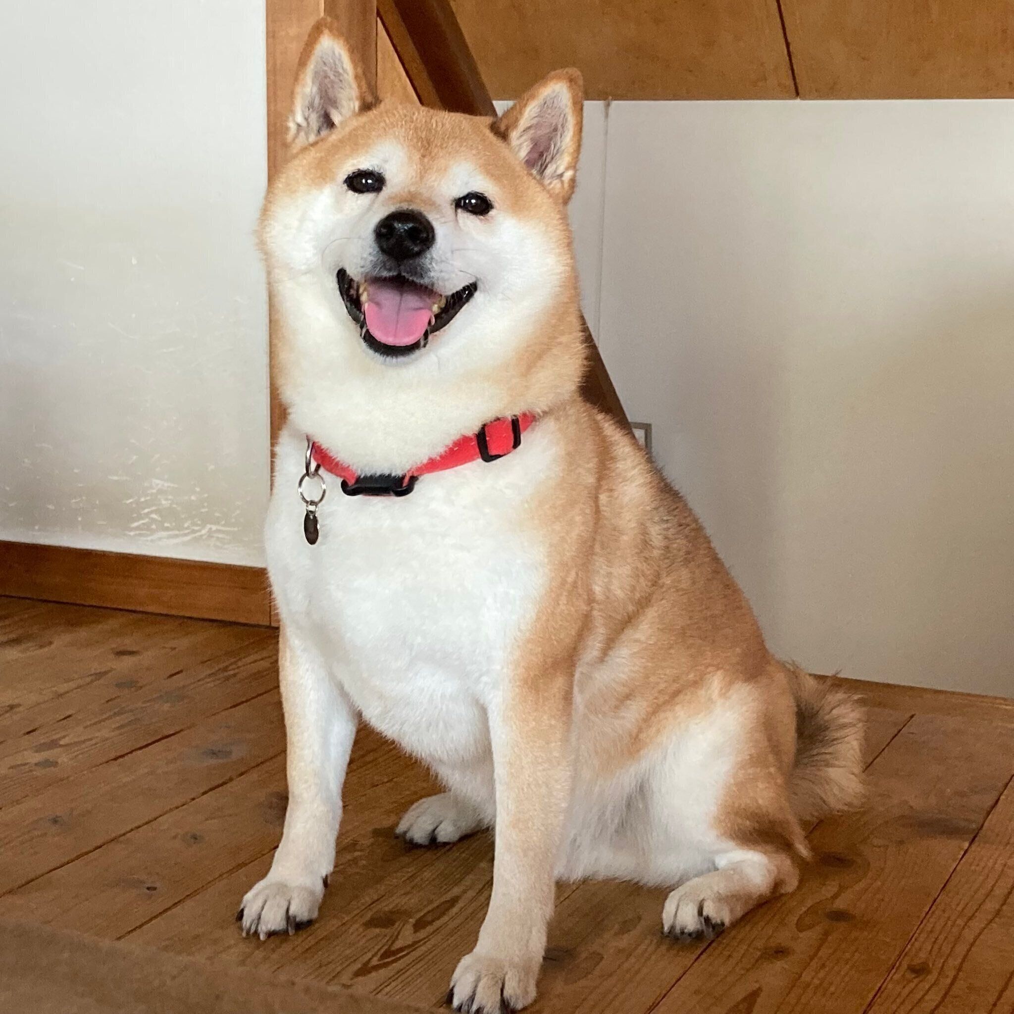 ニコニコなポンたろうくん　飼い主さんは日頃から「かわいいね」「かっこいいね」などとポンたろうくんに声かけしているのだとか