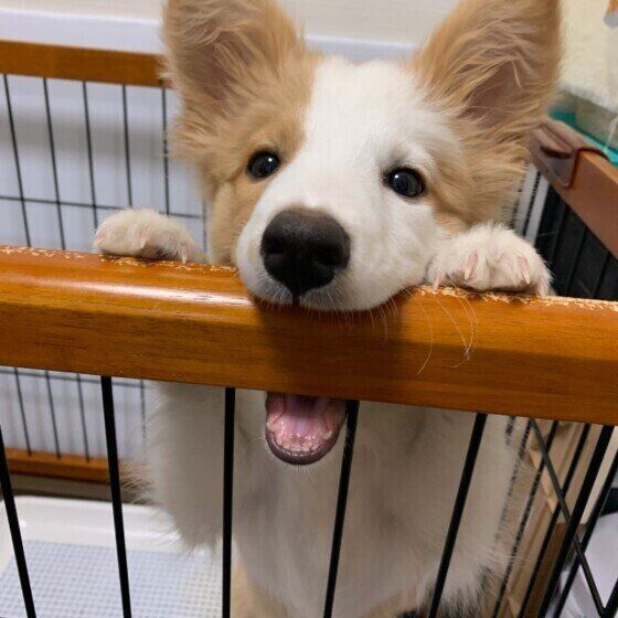 犬の歯は何本？乳歯と永久歯の本数や歯の役割を獣医師に聞いてみた いぬのきもち