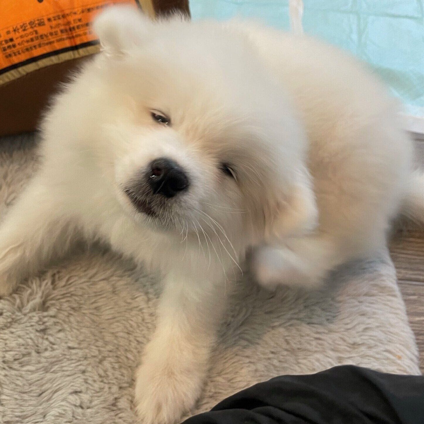 子犬時代のるんたくん　フワフワでかわいらしい