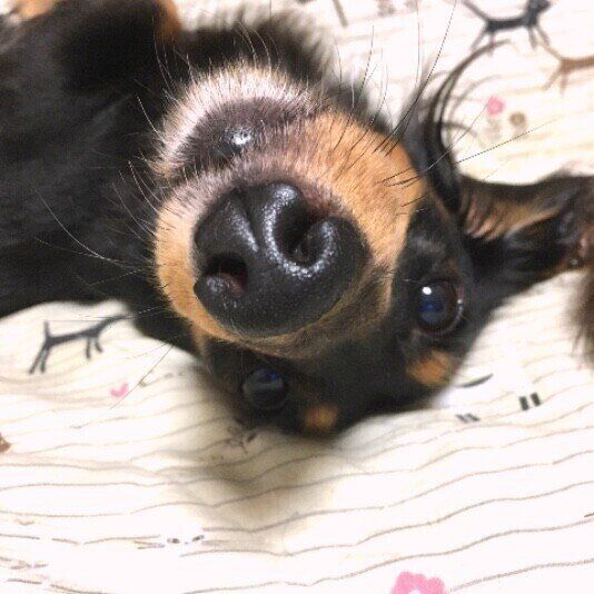 見つめるミニチュア・ダックスフンド