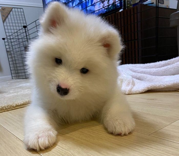 お迎え2日目のこはくちゃん