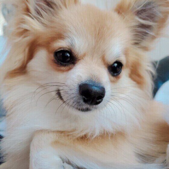 犬に嫌われる人・好かれる人の特徴 その違いとは？ いぬのきもち