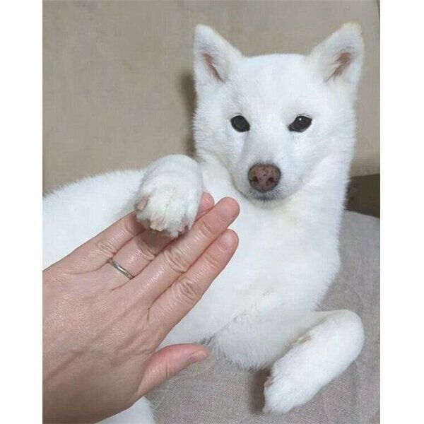 省エネな「オテ」をするゆずちゃん