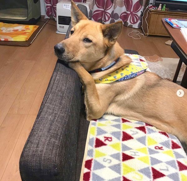 元保護犬・こたろうくん