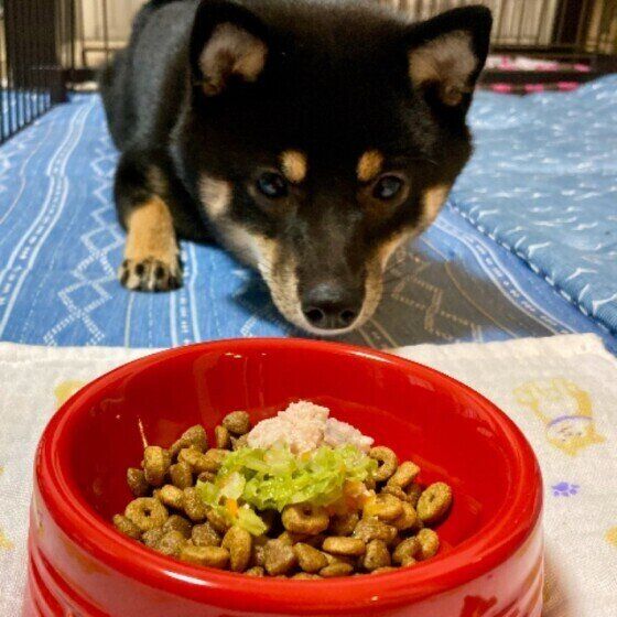 犬が見せる お腹いっぱい のサイン 食べ続けることで起こるリスクとは いぬのきもちweb Magazine