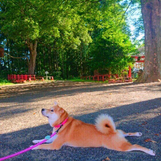 柴犬のすずちゃん