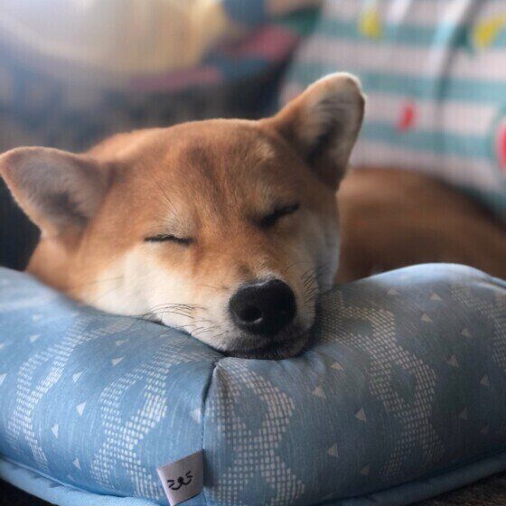 気持ちよさそうに眠る柴犬