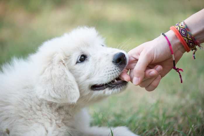 子犬手を噛む
