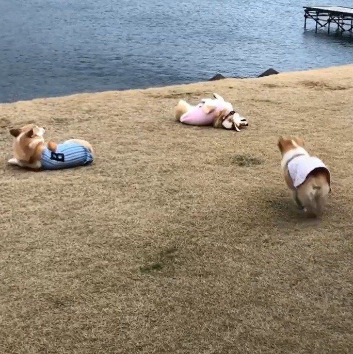 ころころ転がるコーギーたち