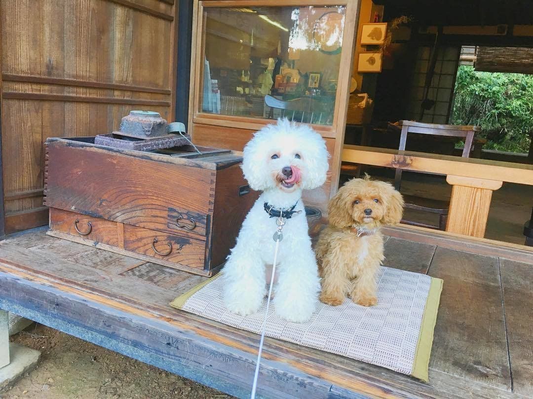 いいこでにこにこ♪とあちゃんときなこちゃん♡