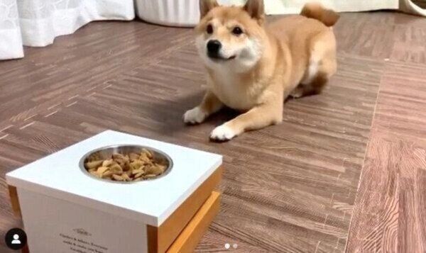 大人になっても逆ハイハイをするうにくん