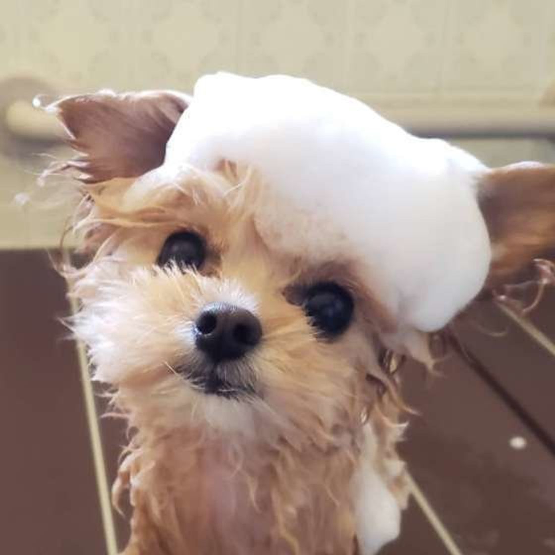愛犬の自宅シャンプーを極める プロ級の仕上がり を再現するコツ いぬのきもちweb Magazine 愛犬の自宅シャンプーを極める プロ級の仕上がり を再現するコツ いぬのきもちweb Magazine