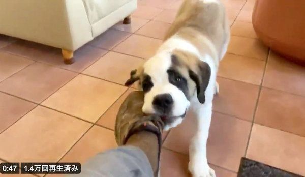 飼い主さんの靴を引っ張るドーンちゃん