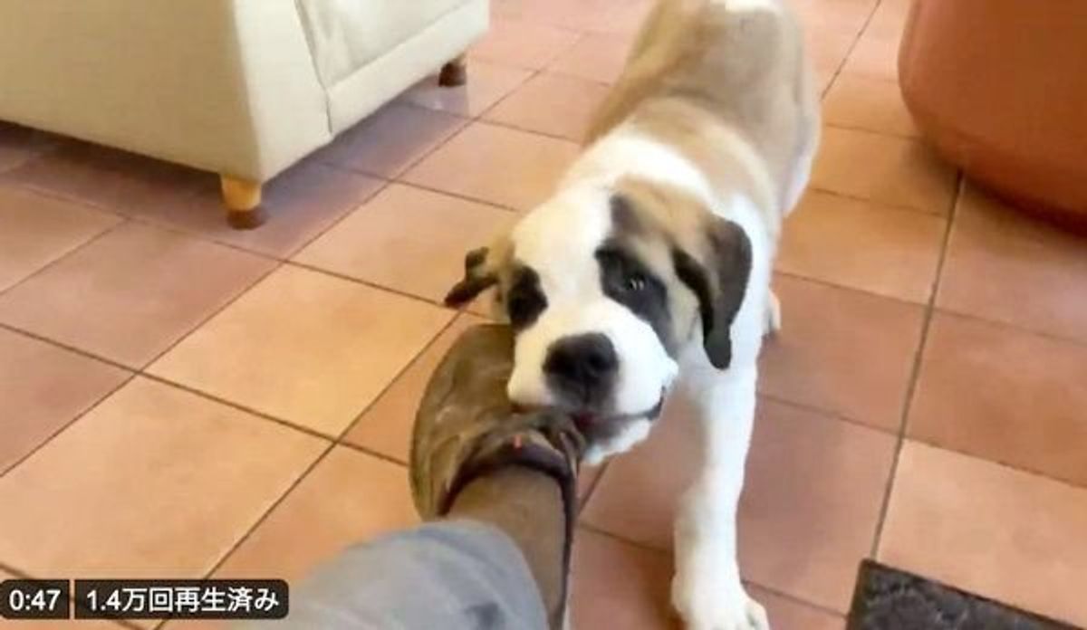 母犬は強し イタズラする子犬に教育をする母犬の姿がスゴい いぬのきもちweb Magazine 母犬は強し イタズラする子犬に教育をする母犬の姿がスゴい いぬのきもちweb Magazine